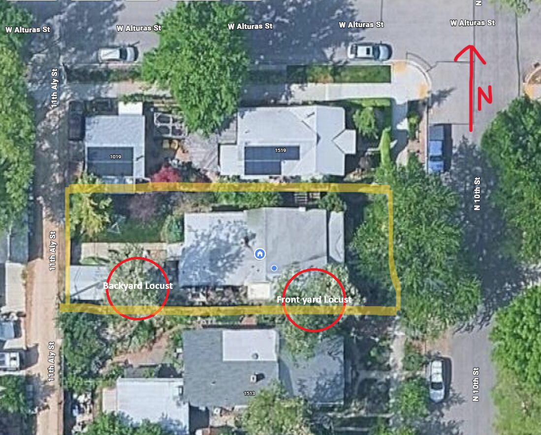 Site plan: Removal of large Black Locust tree in historic district approved